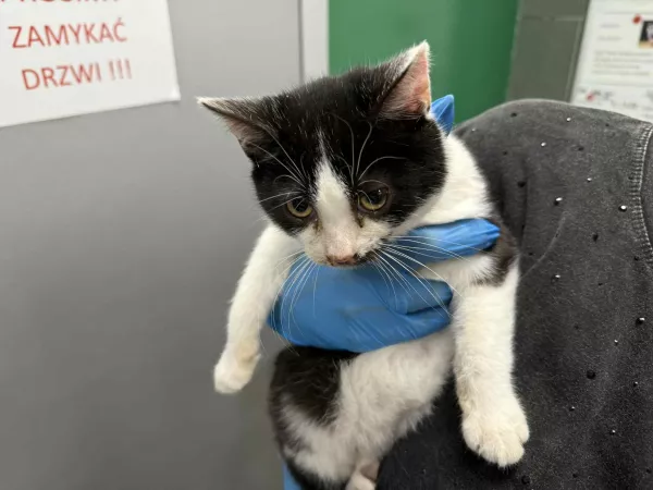 0915/25 Warszawa, ul. Idzikowskiego