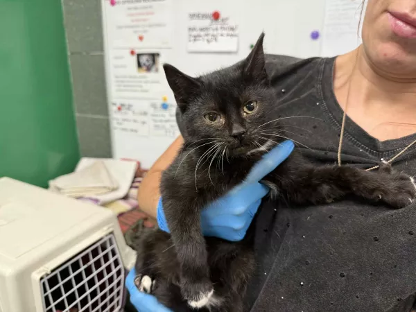 0916/25 Warszawa, ul. Idzikowskiego