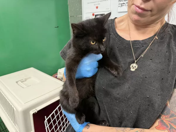 0917/25 Warszawa, ul. Idzikowskiego