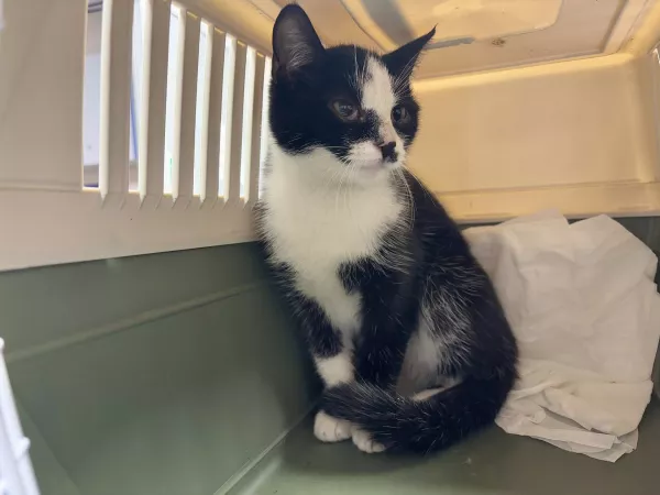 0934/25 Warszawa, ul. Bogusławskiego