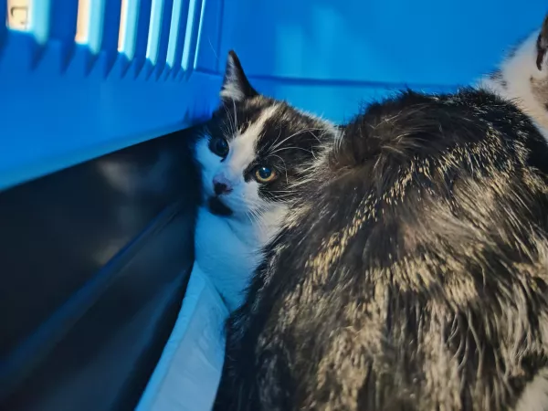 0938/25 Warszawa, ul. Ajewskiego