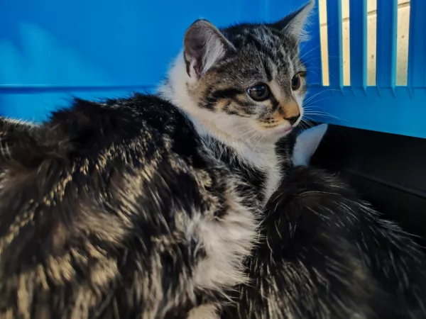 0939/25 Warszawa, ul. Ajewskiego