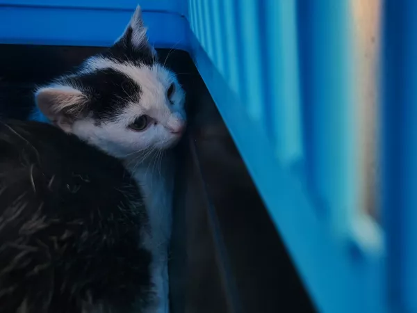 0940/25 Warszawa, ul. Ajewskiego