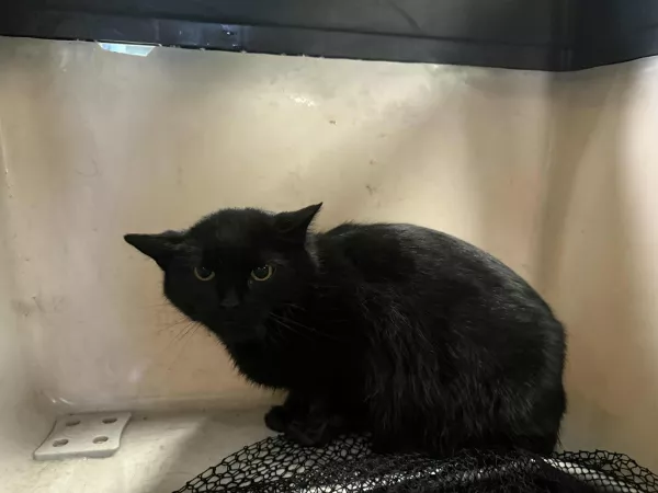 0972/25 Warszawa, ul. Połczyńska