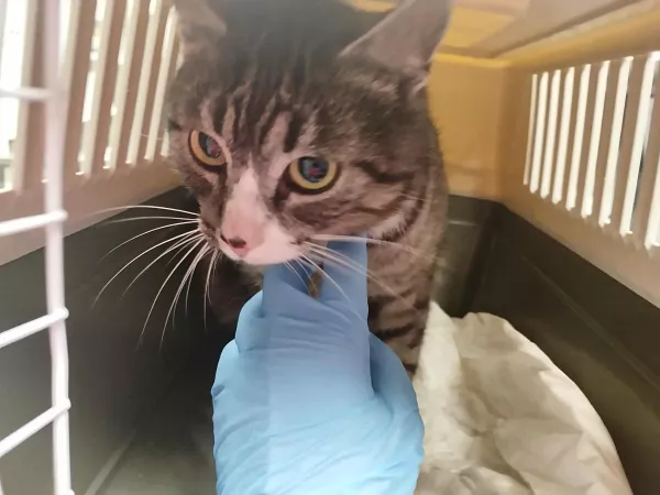 0975/25 Warszawa, ul. Aluzyjna