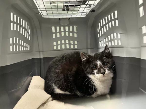 0979/25 Piaseczno, ul. J. Skrzetuskiego