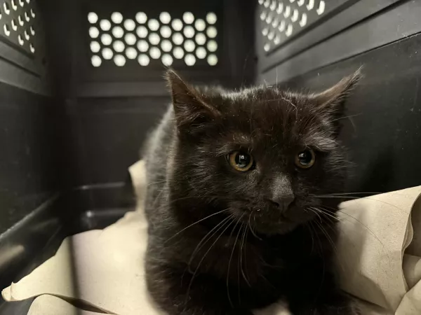 0980/25 Piaseczno, ul. J. Skrzetuskiego