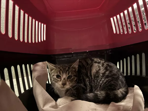 0981/25 Piaseczno, ul. J. Skrzetuskiego