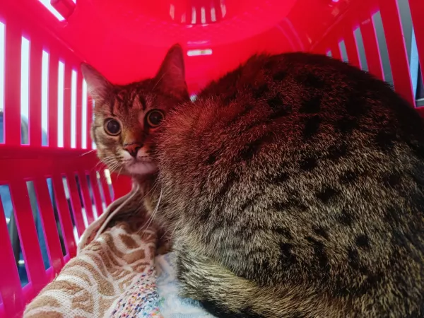 0987/25 Warszawa, ul. Tuchlińska