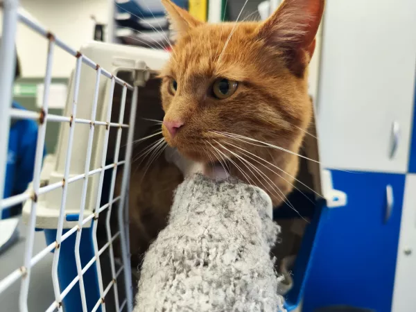 0992/25 Warszawa, ul. Jagiellońska 