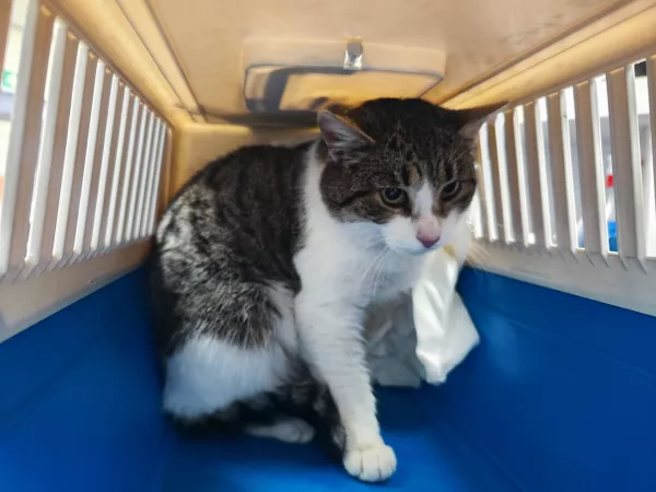 0993/25 Warszawa, ul. Dzwonkowa 