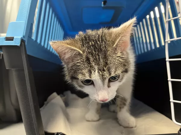 0997/25 Warszawa, ul. Lubieszowska