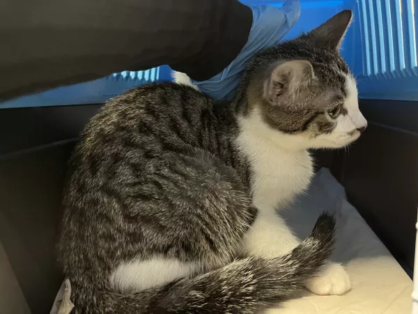 0998/25 Warszawa, ul. Lubieszowska