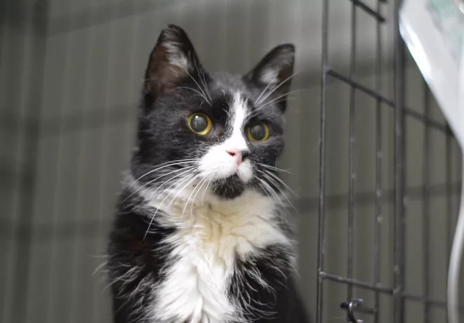 Sędzia Dred 1032/25