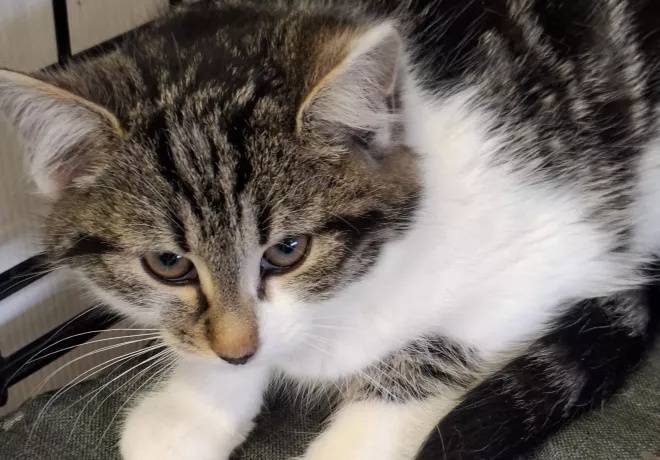 Drożdżówka 0939/25