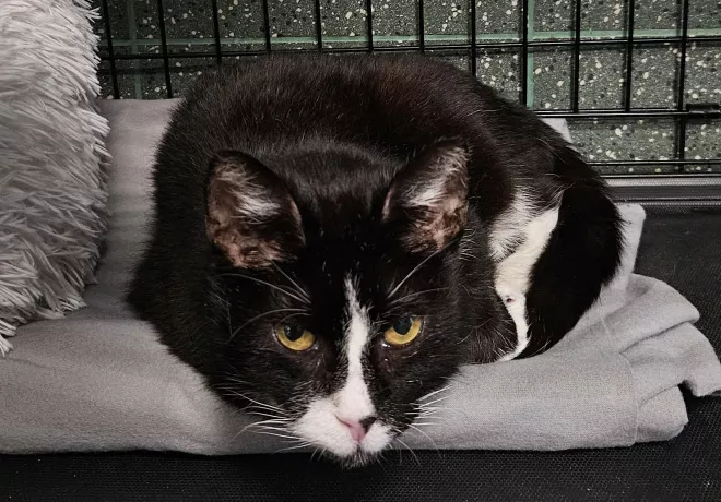 Sędzia Dred 1032/25