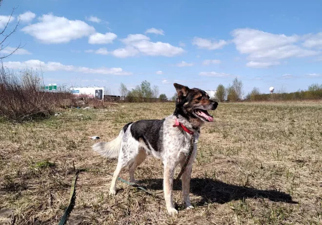 Gizmo 0258/25