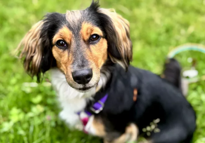 Bella 0400/25