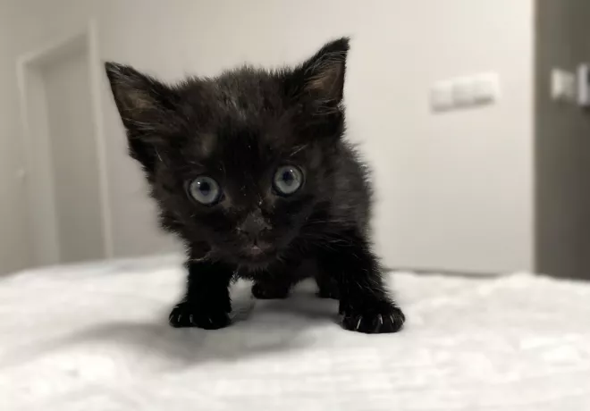 Missy 0403/25