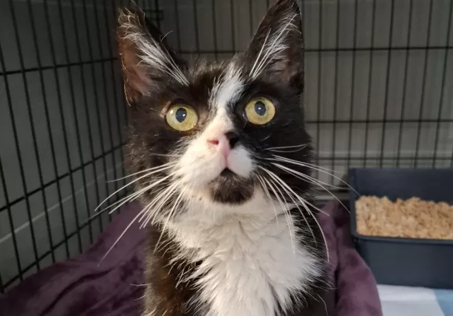 Sędzia Dred 1032/25