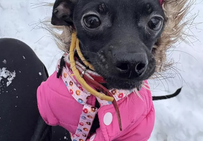 Król Julian 1294/25