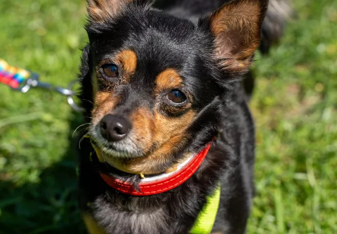 Molly 0247/25